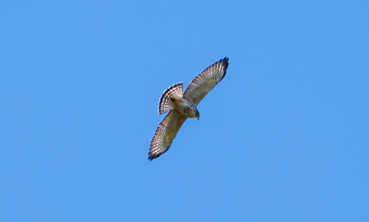 Breitflügelbussard - ML642842719