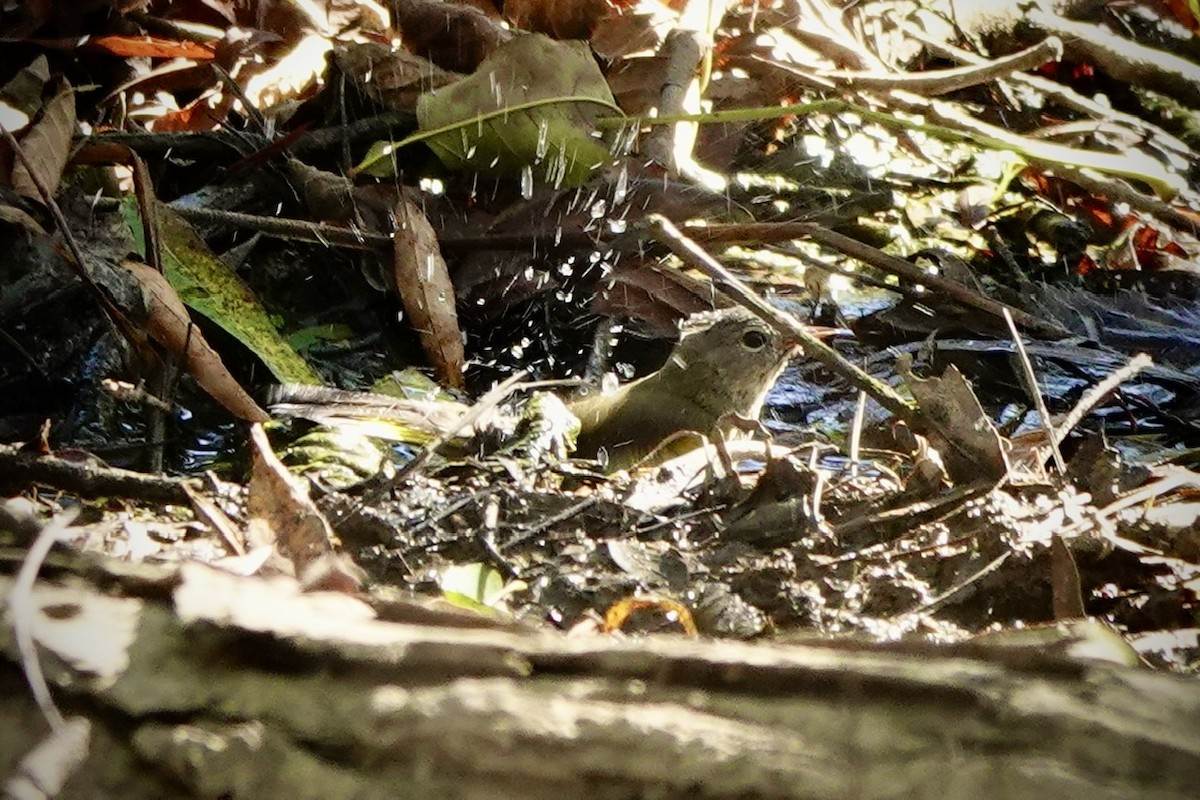Rotschwanz-Waldsänger - ML642842720