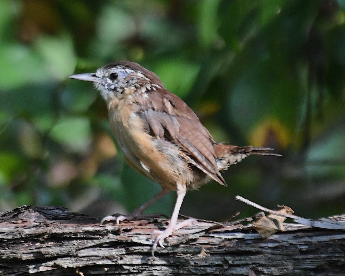 Carolinazaunkönig - ML642842721