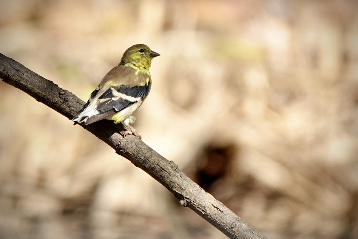 American Goldfinch - ML642842728