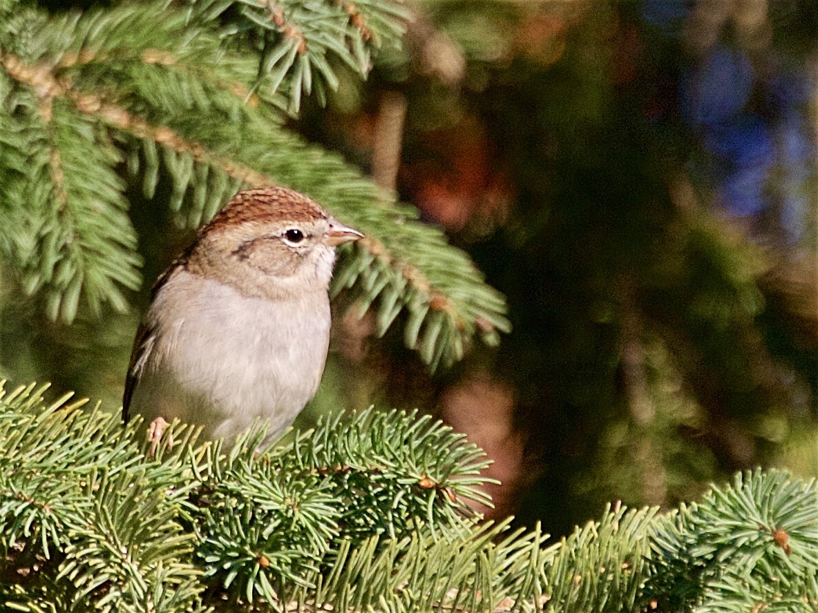 Chipping Sparrow - ML642842731