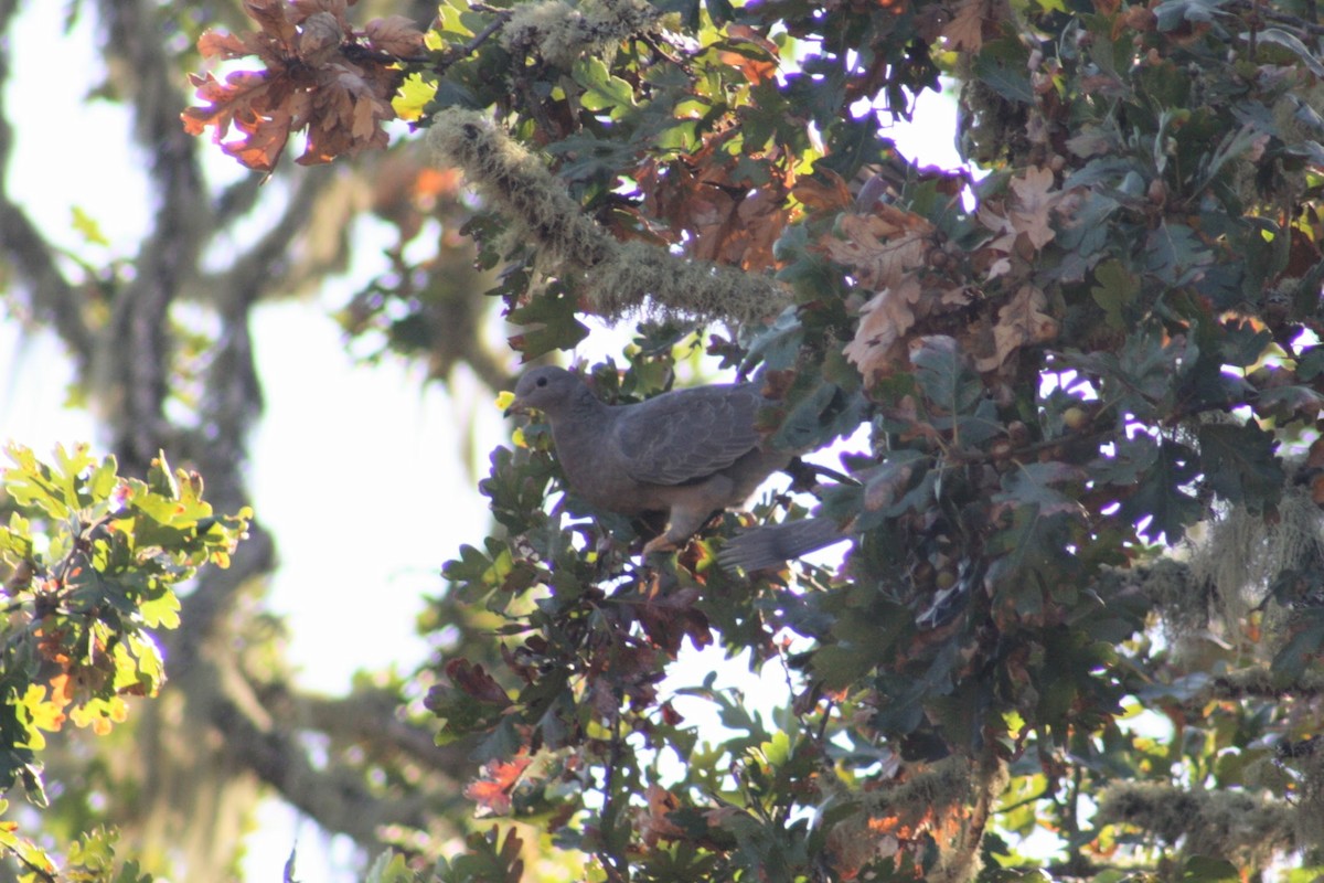 Band-tailed Pigeon - ML642842735