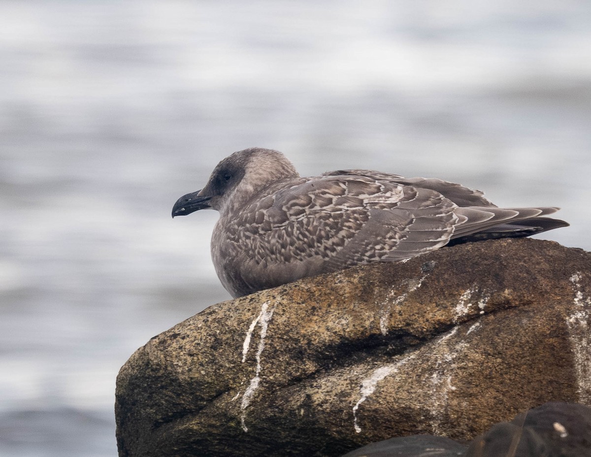 Western x Glaucous-winged Gull (hybrid) - ML642842739