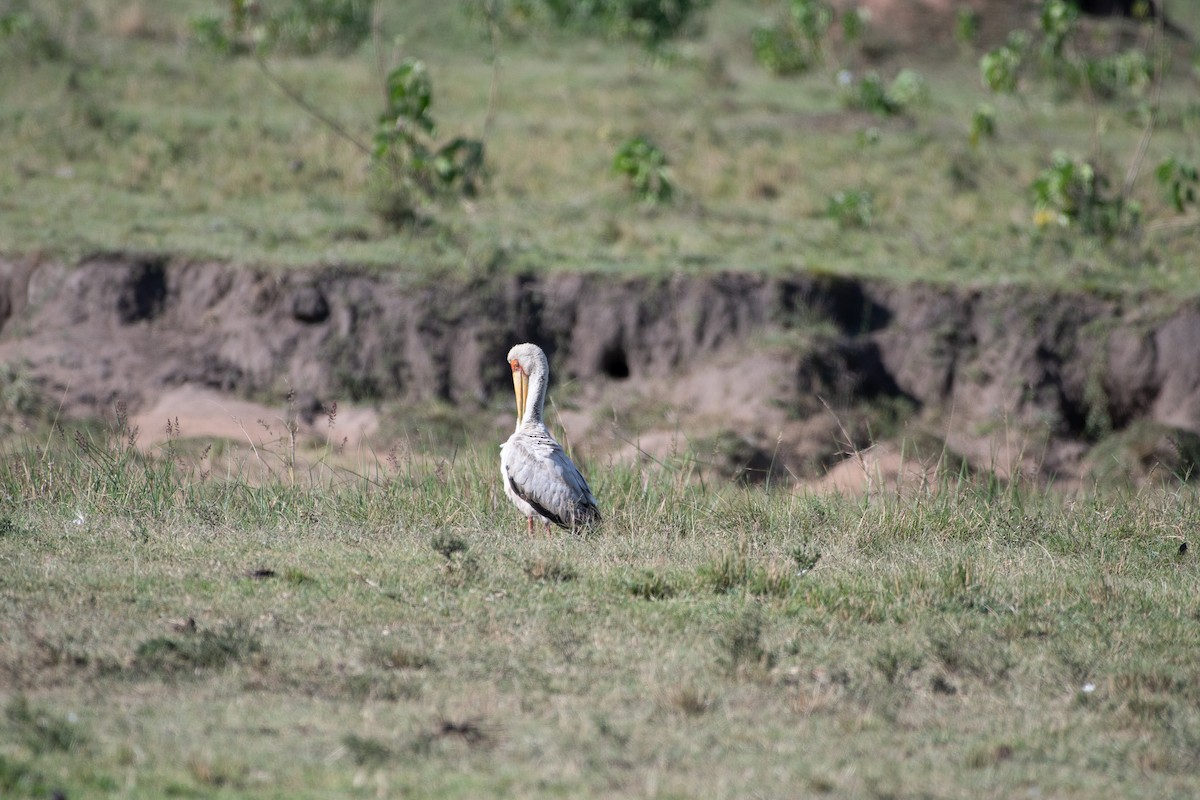 Tantale ibis - ML642842745