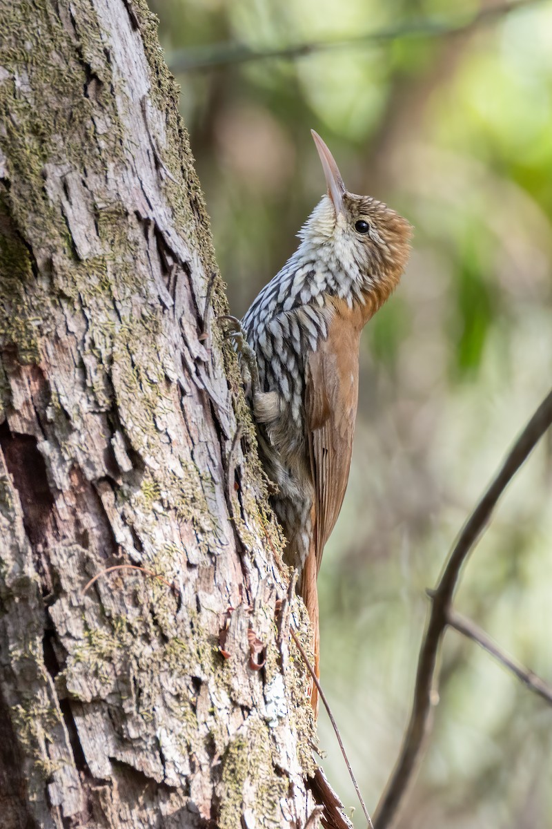 Scaled Woodcreeper (Scaled) - ML642842746