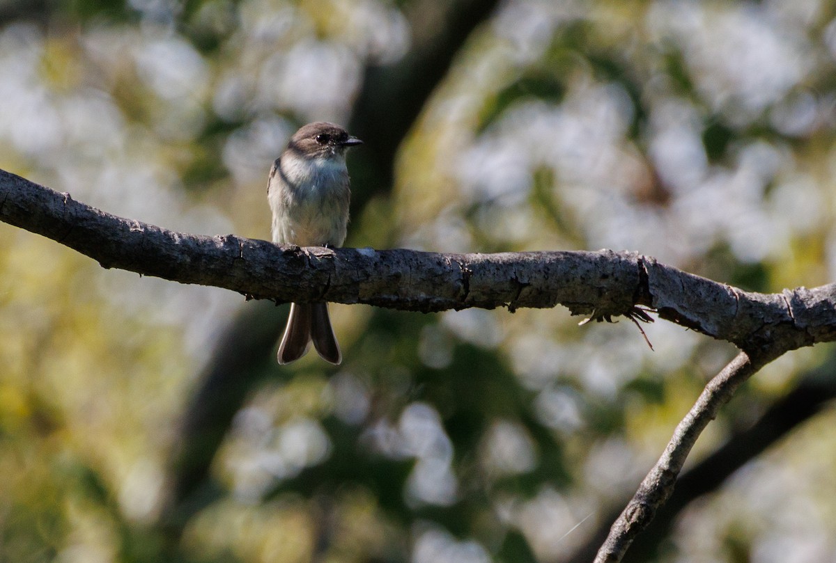Eastern Phoebe - ML642842747