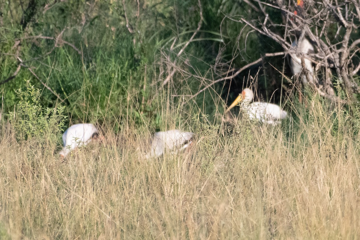 Tantale ibis - ML642842749
