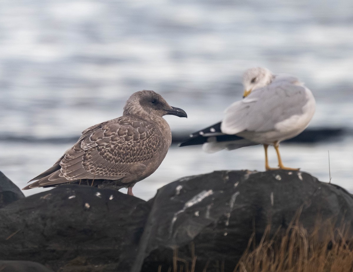 Western x Glaucous-winged Gull (hybrid) - ML642842758