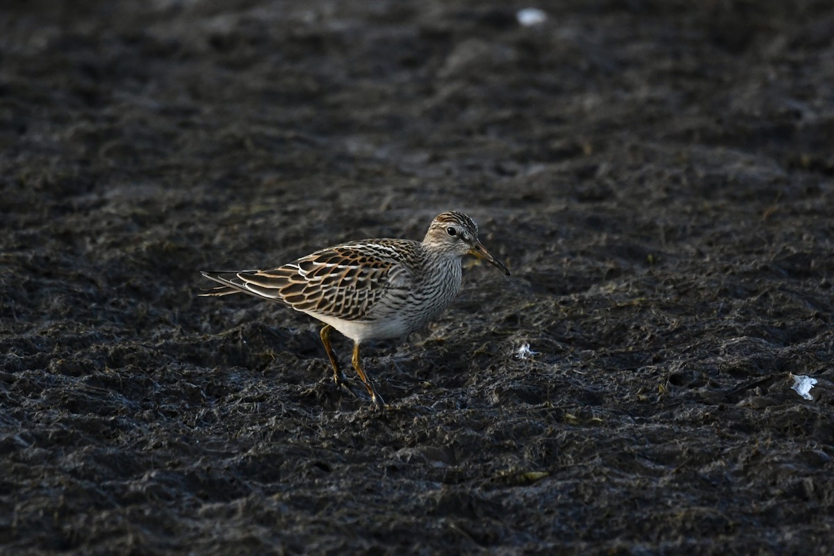 Pectoral Sandpiper - ML642842759