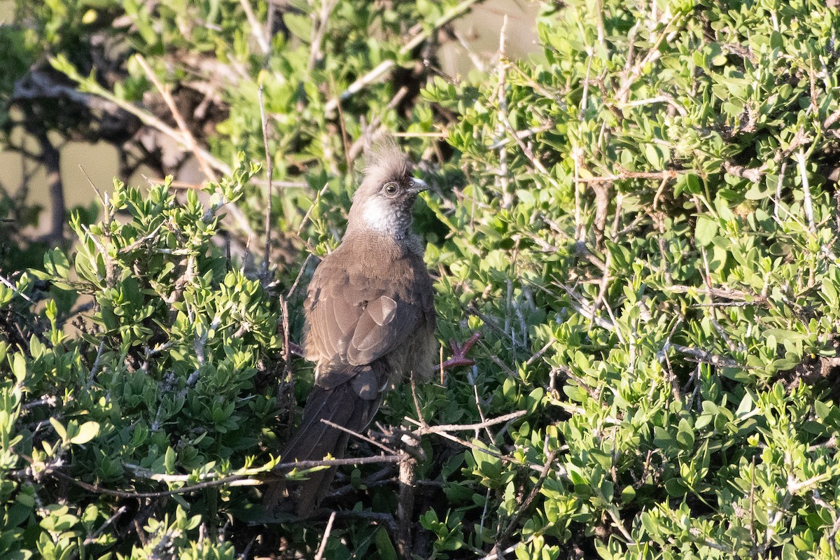 Speckled Mousebird - ML642842763
