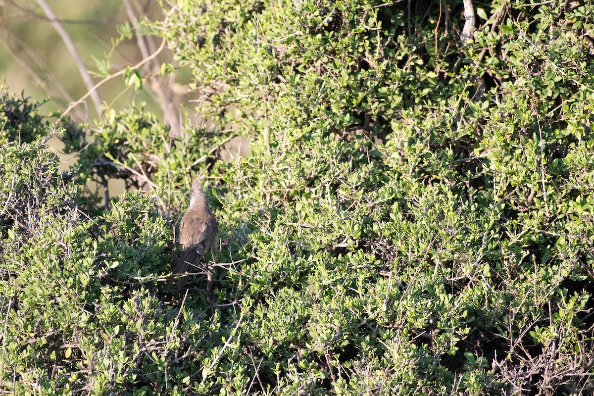 Speckled Mousebird - ML642842764