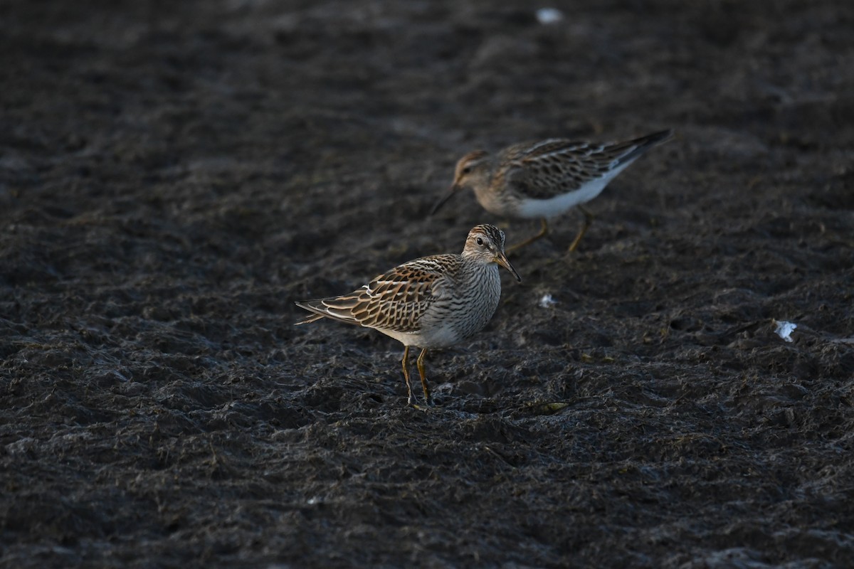 Pectoral Sandpiper - ML642842765