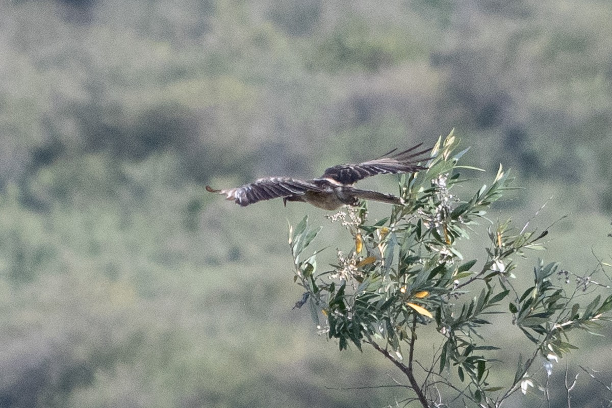 African Gray Hornbill - ML642842771