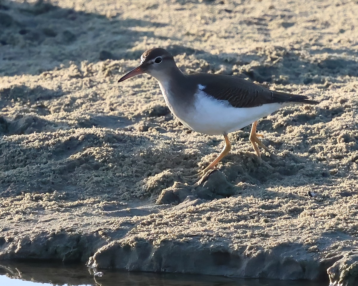 Spotted Sandpiper - ML642842782
