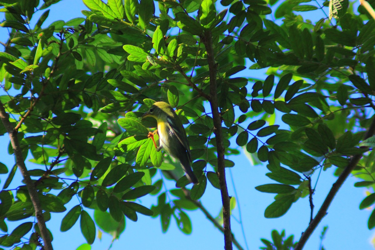Northern Parula - ML642842783