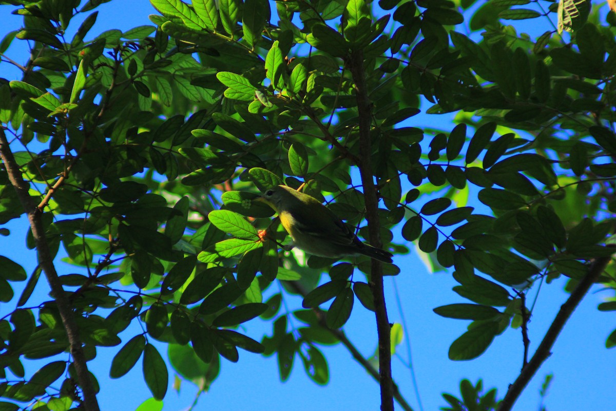 Northern Parula - ML642842784