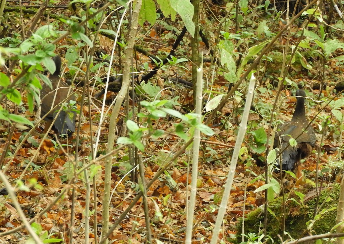 Red-faced Guan - ML642842785