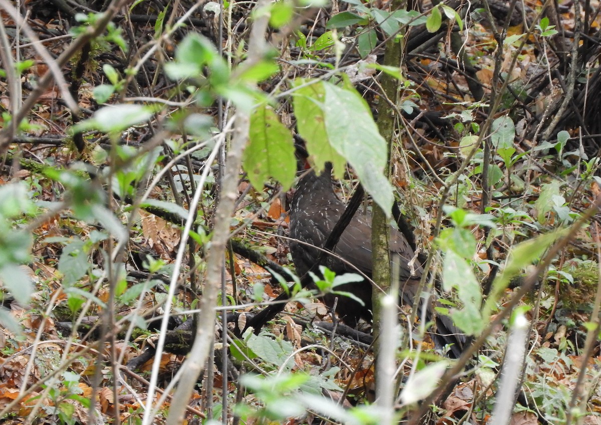 Red-faced Guan - ML642842786