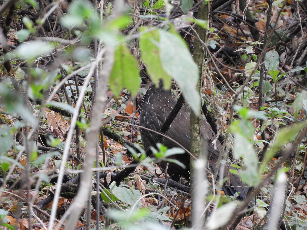 Red-faced Guan - ML642842787