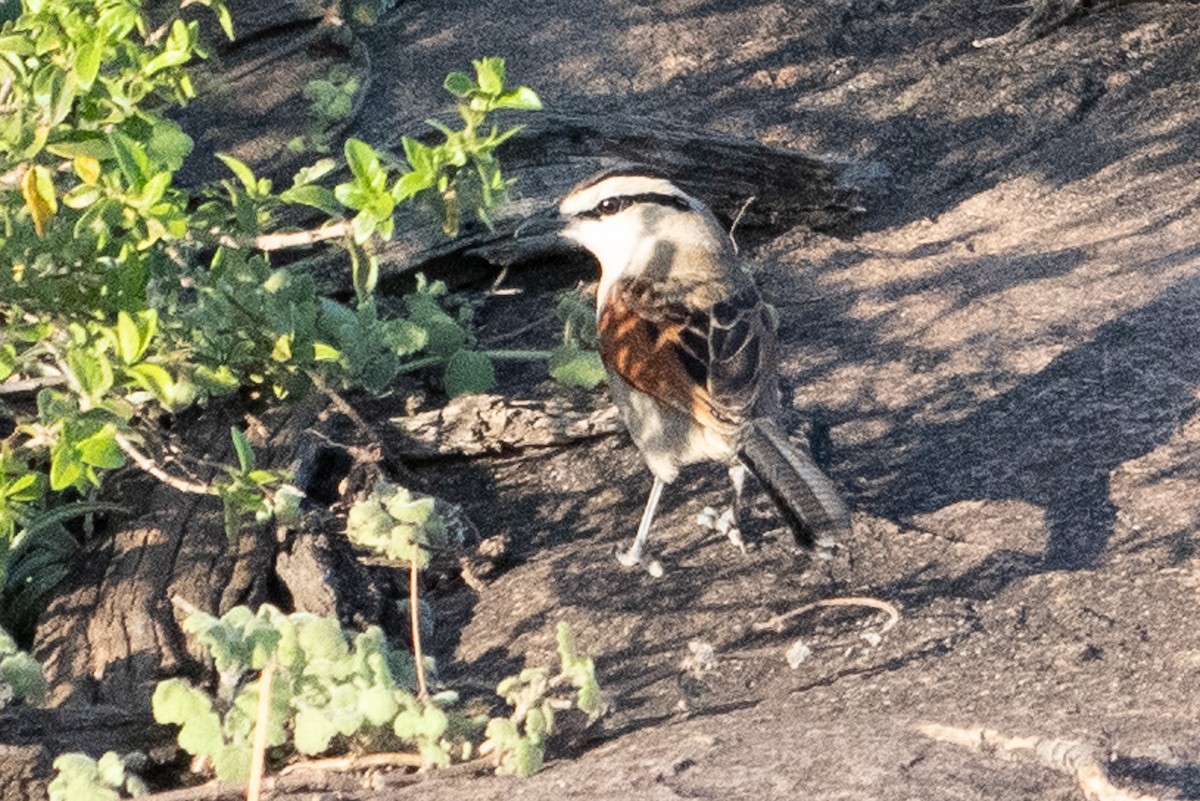 Black-crowned Tchagra - ML642842788