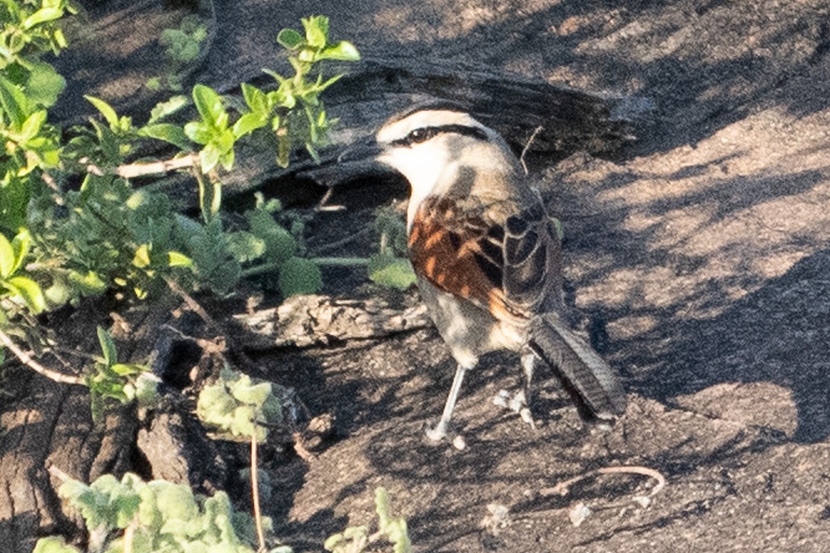 Black-crowned Tchagra - ML642842789