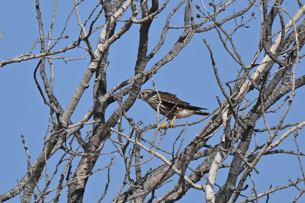 Merlin - ML642842790