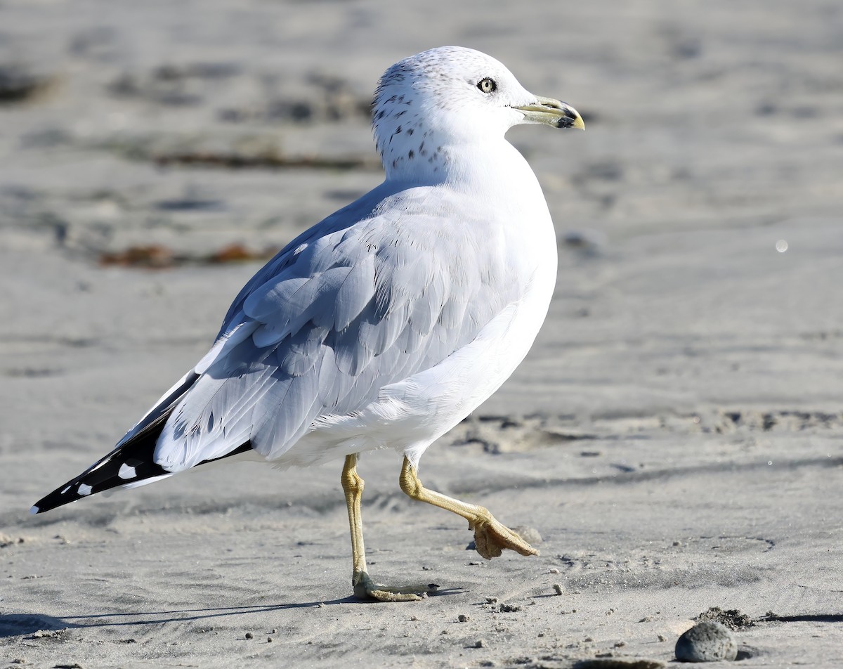 Ring-billed Gull - ML642842791