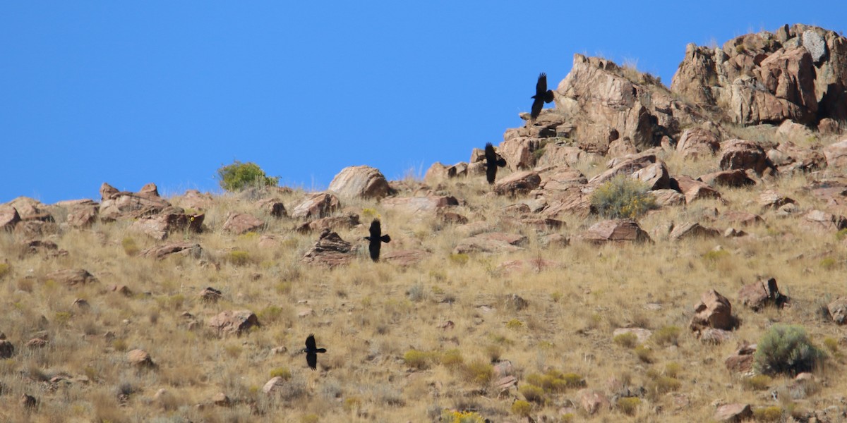 Common Raven - ML642842792