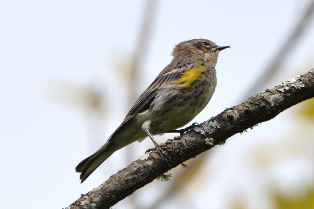 Yellow-rumped Warbler - ML642842793