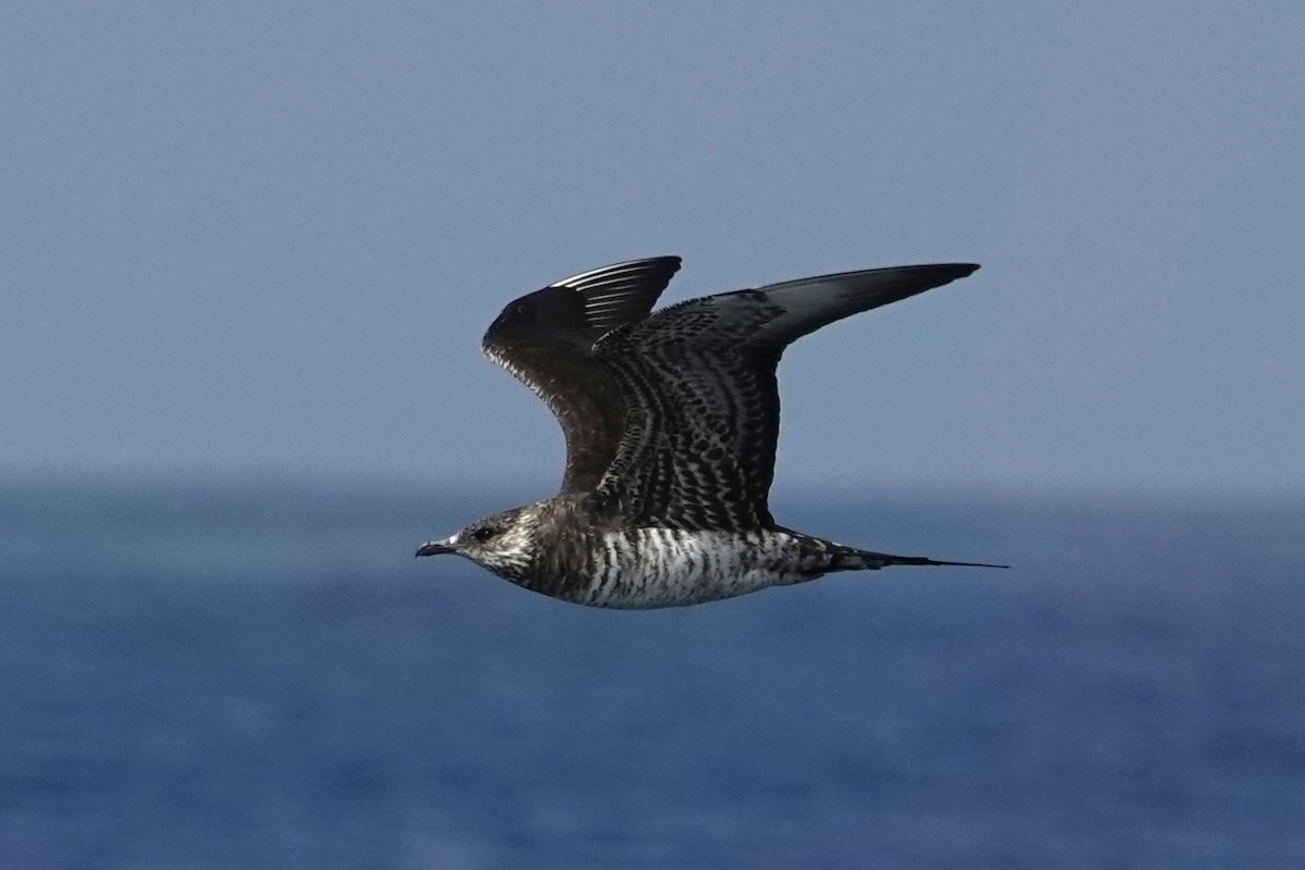 Parasitic Jaeger - ML642842794