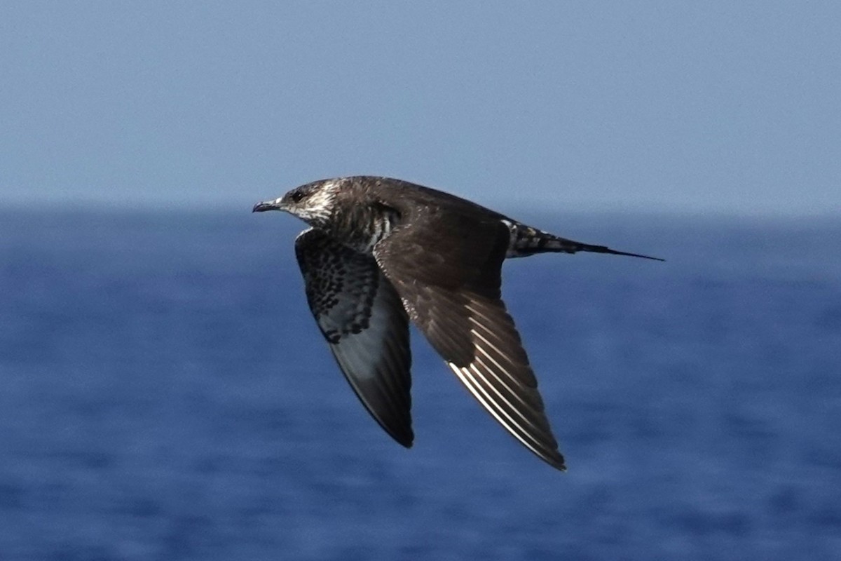 Parasitic Jaeger - ML642842795
