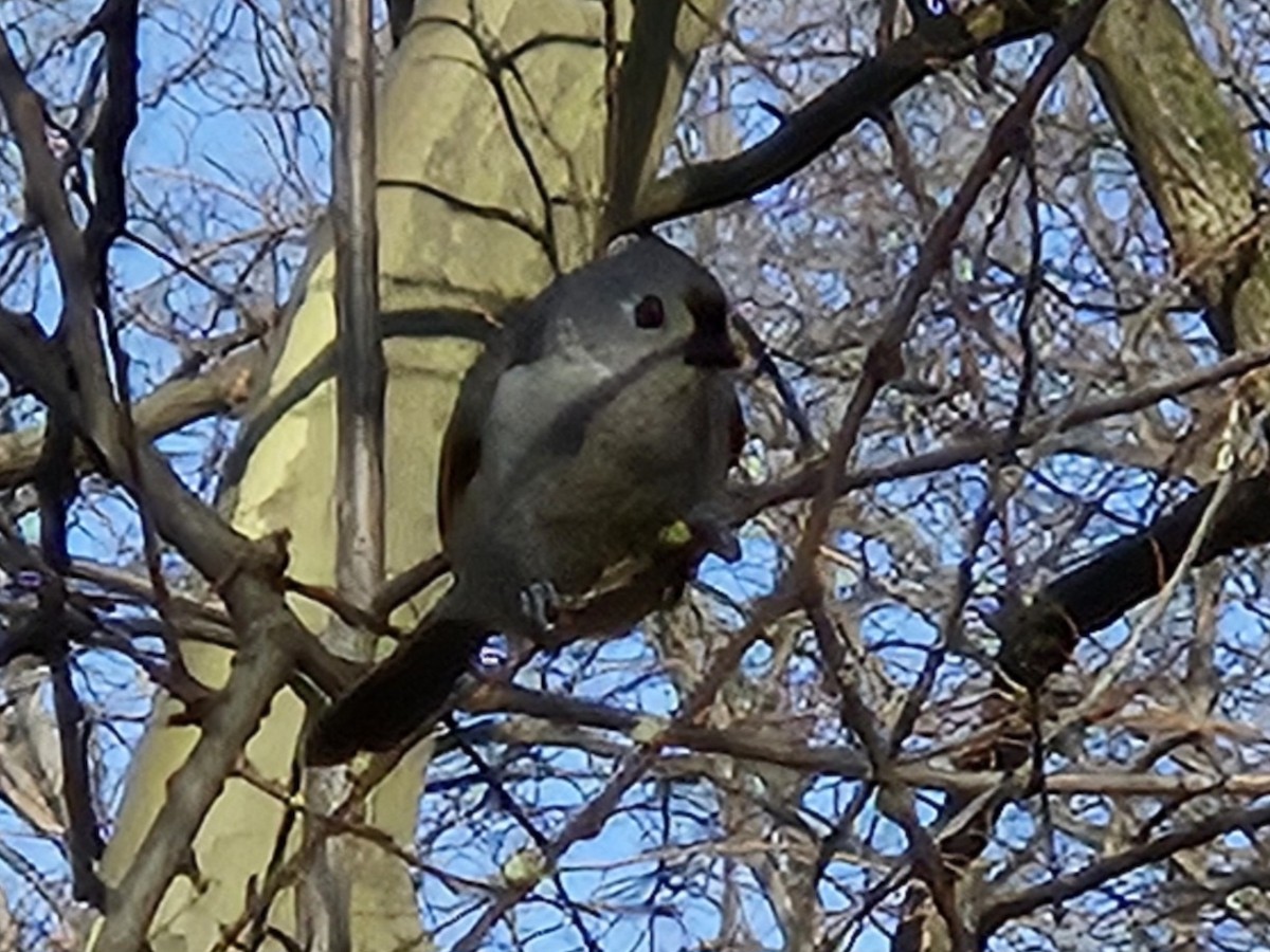 Tufted Titmouse - ML642842796