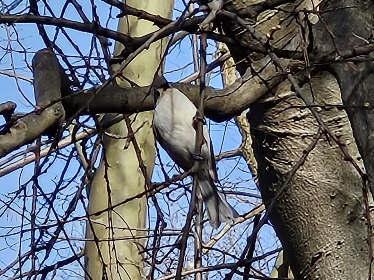 Tufted Titmouse - ML642842797