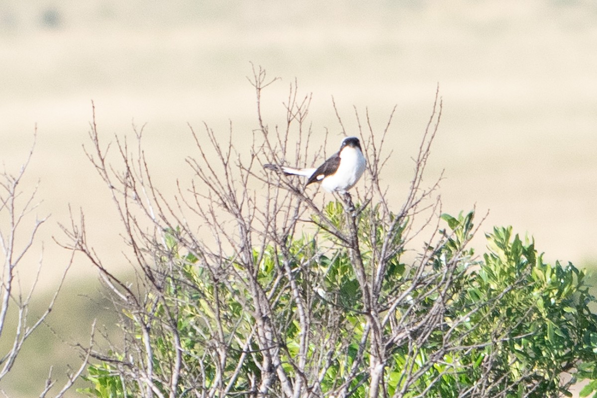 Gray-backed Fiscal - ML642842798