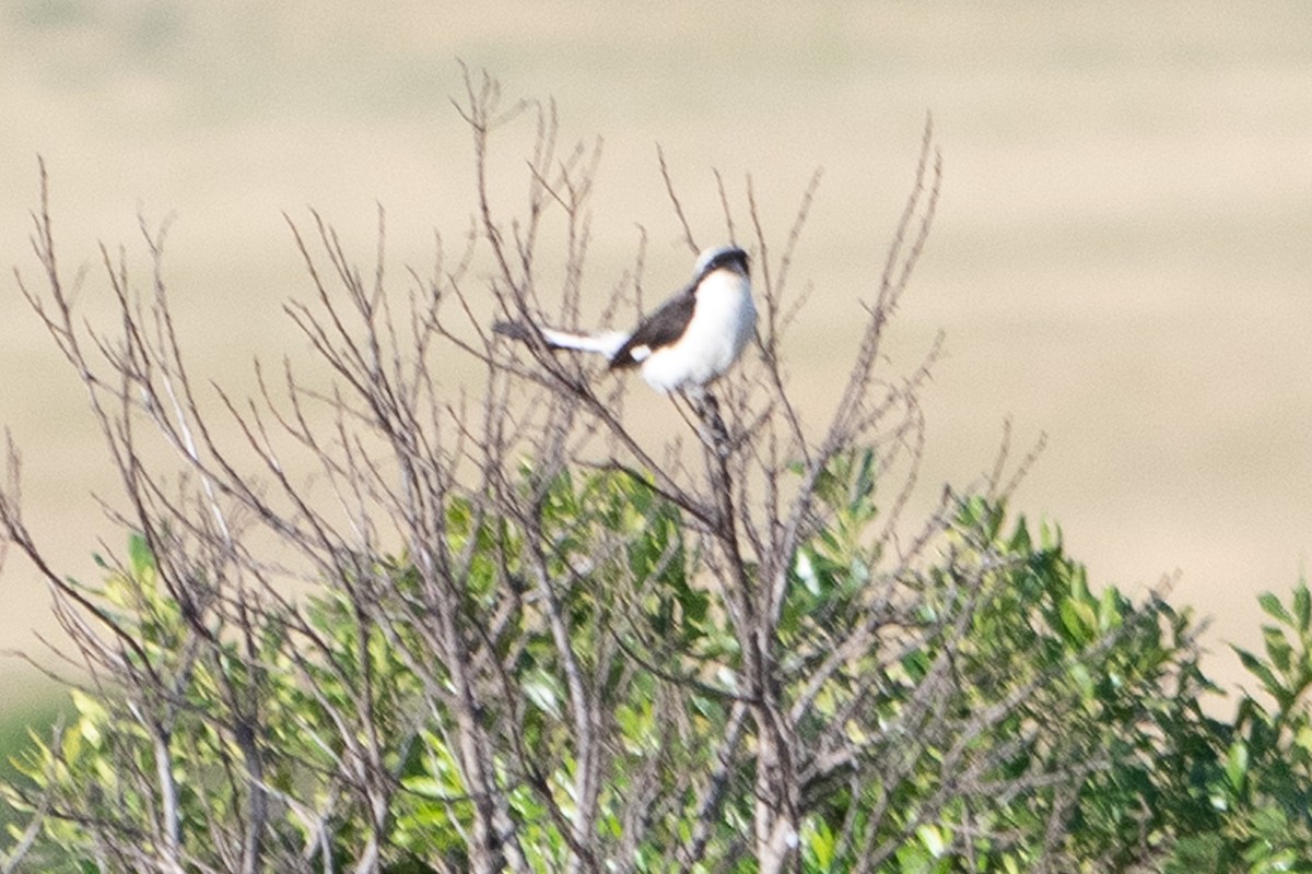 Gray-backed Fiscal - ML642842799