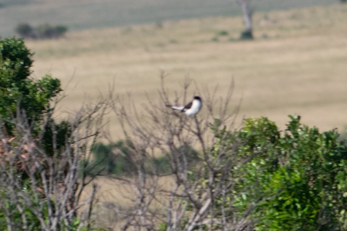 Gray-backed Fiscal - ML642842800