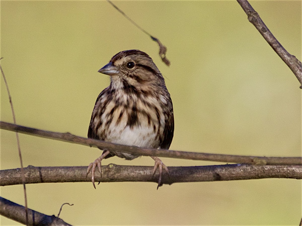 Song Sparrow - ML642842801