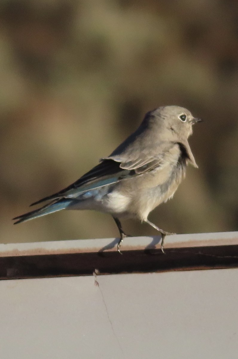 Mountain Bluebird - ML642842803