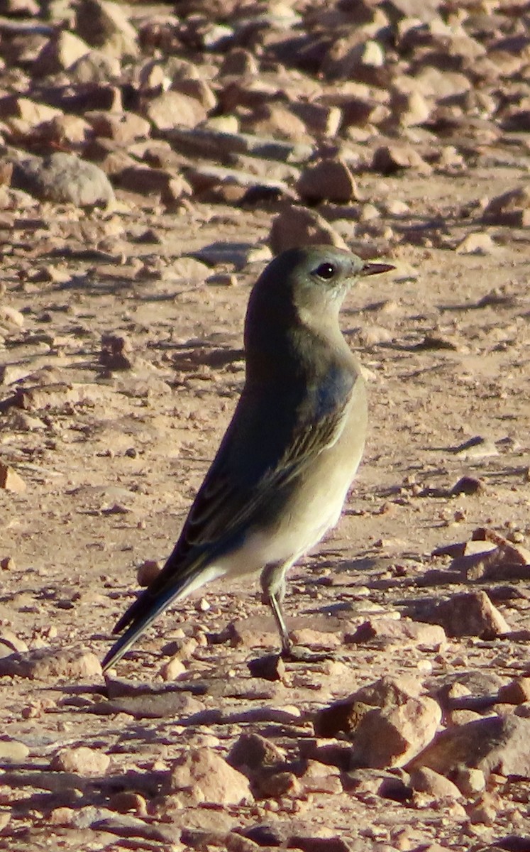 Mountain Bluebird - ML642842804