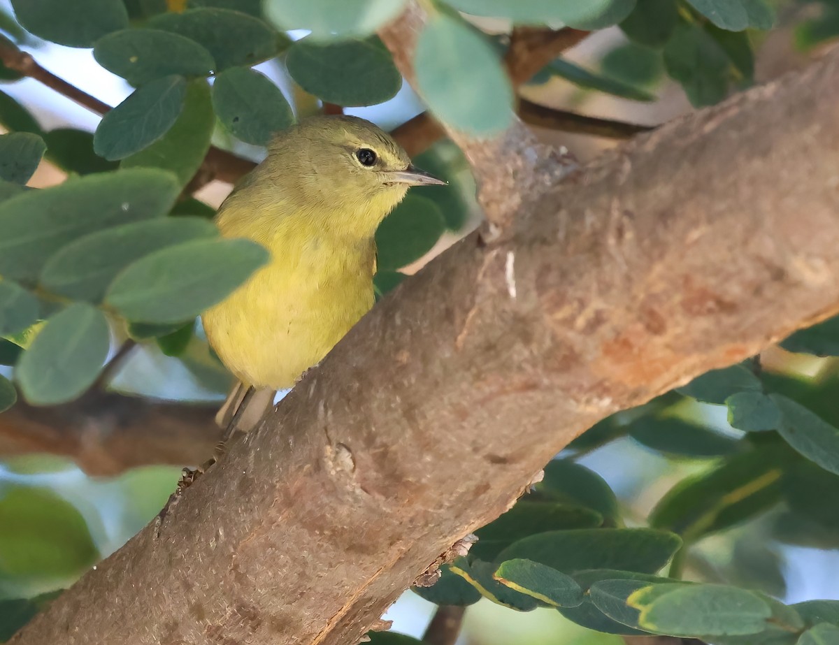 Orange-crowned Warbler - ML642842805