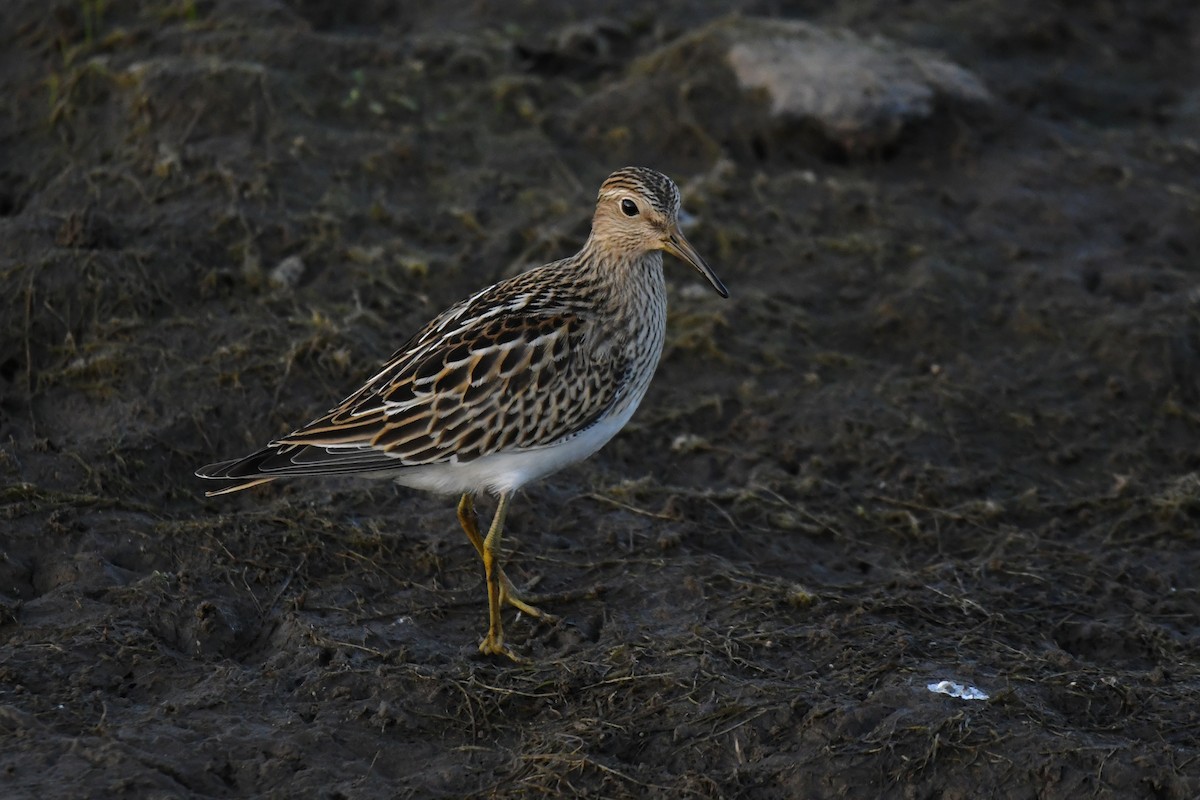 Pectoral Sandpiper - ML642842806