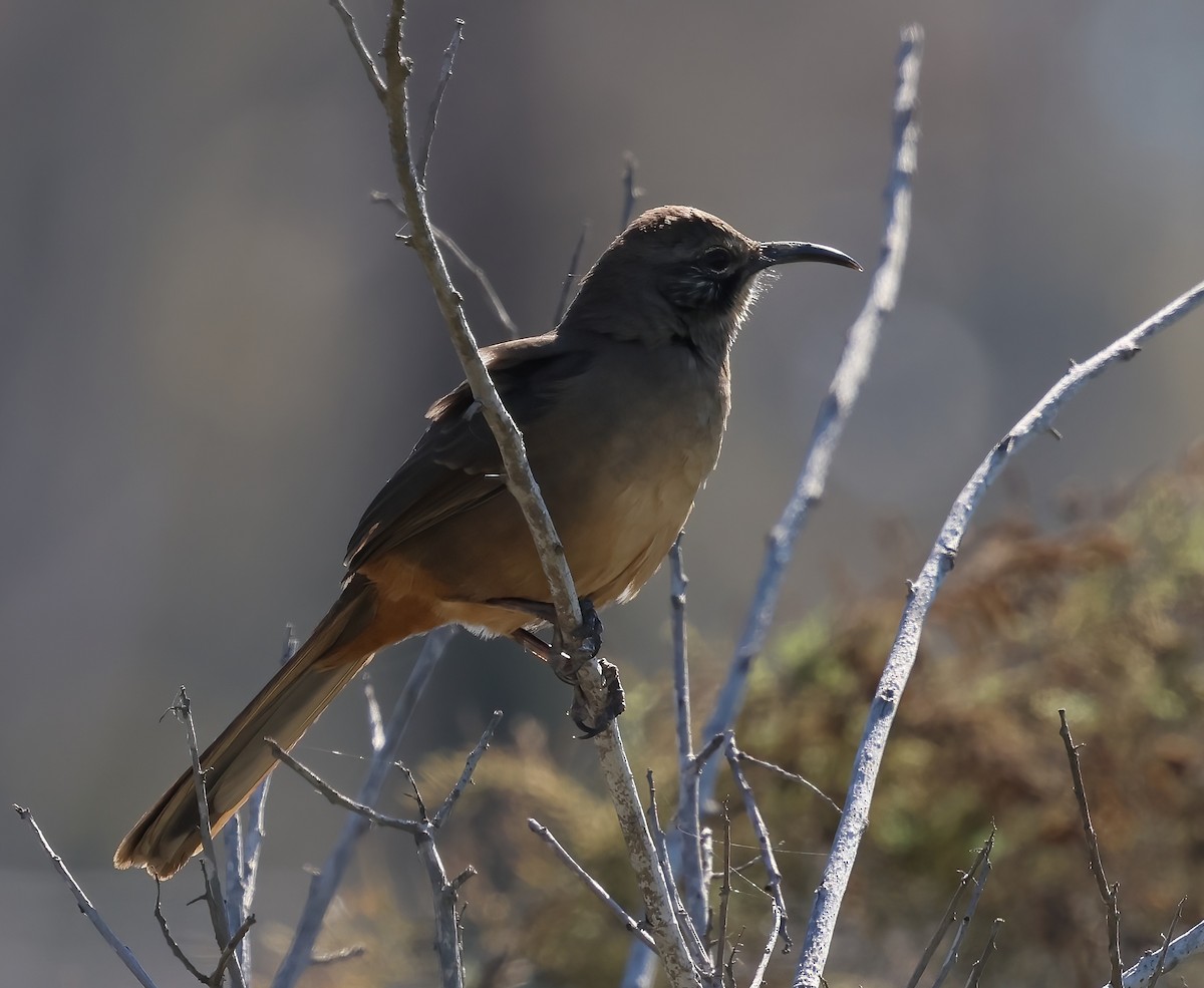 California Thrasher - ML642842807