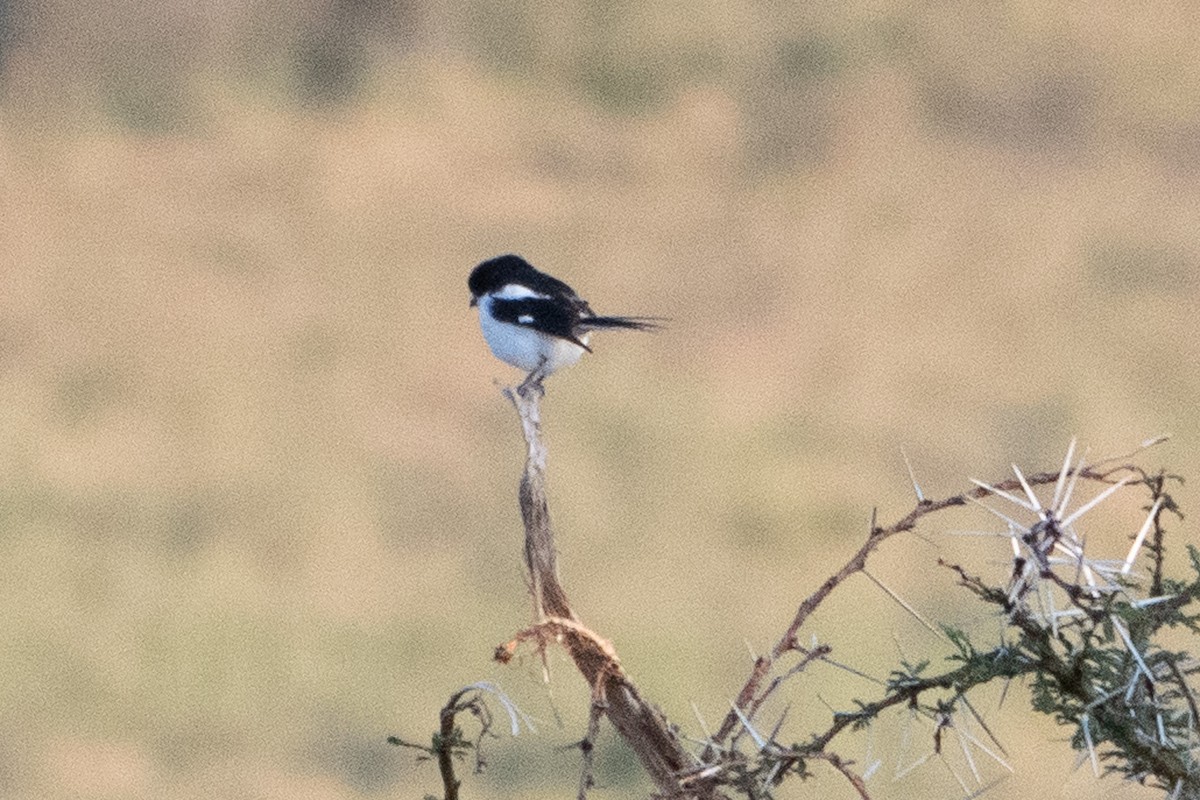 Northern Fiscal - ML642842808