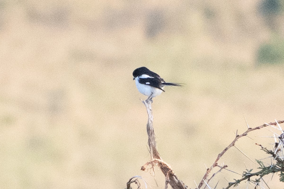 Northern Fiscal - ML642842809
