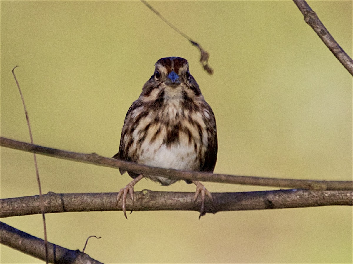 Song Sparrow - ML642842811