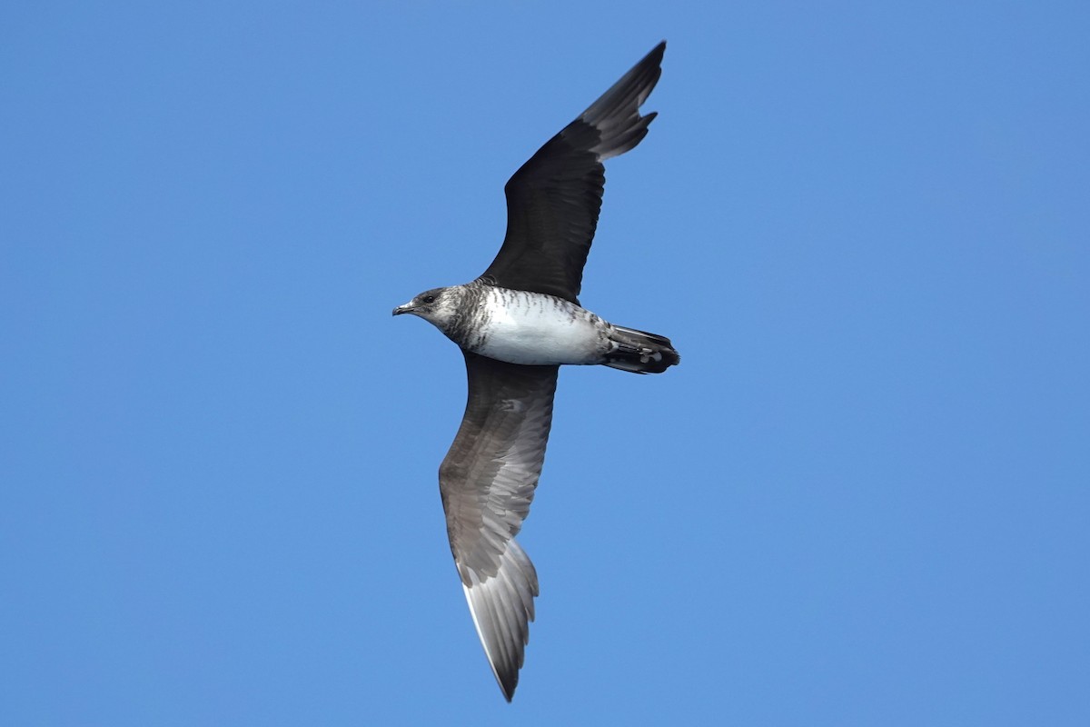 Pomarine Jaeger - ML642842812