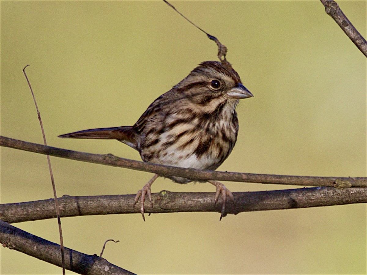 Song Sparrow - ML642842813