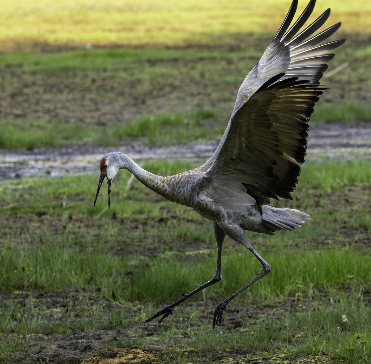 Sandhill Crane - ML642842815