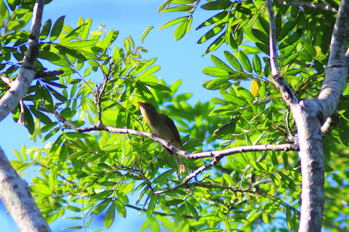 Rose-throated Tanager - ML642842821