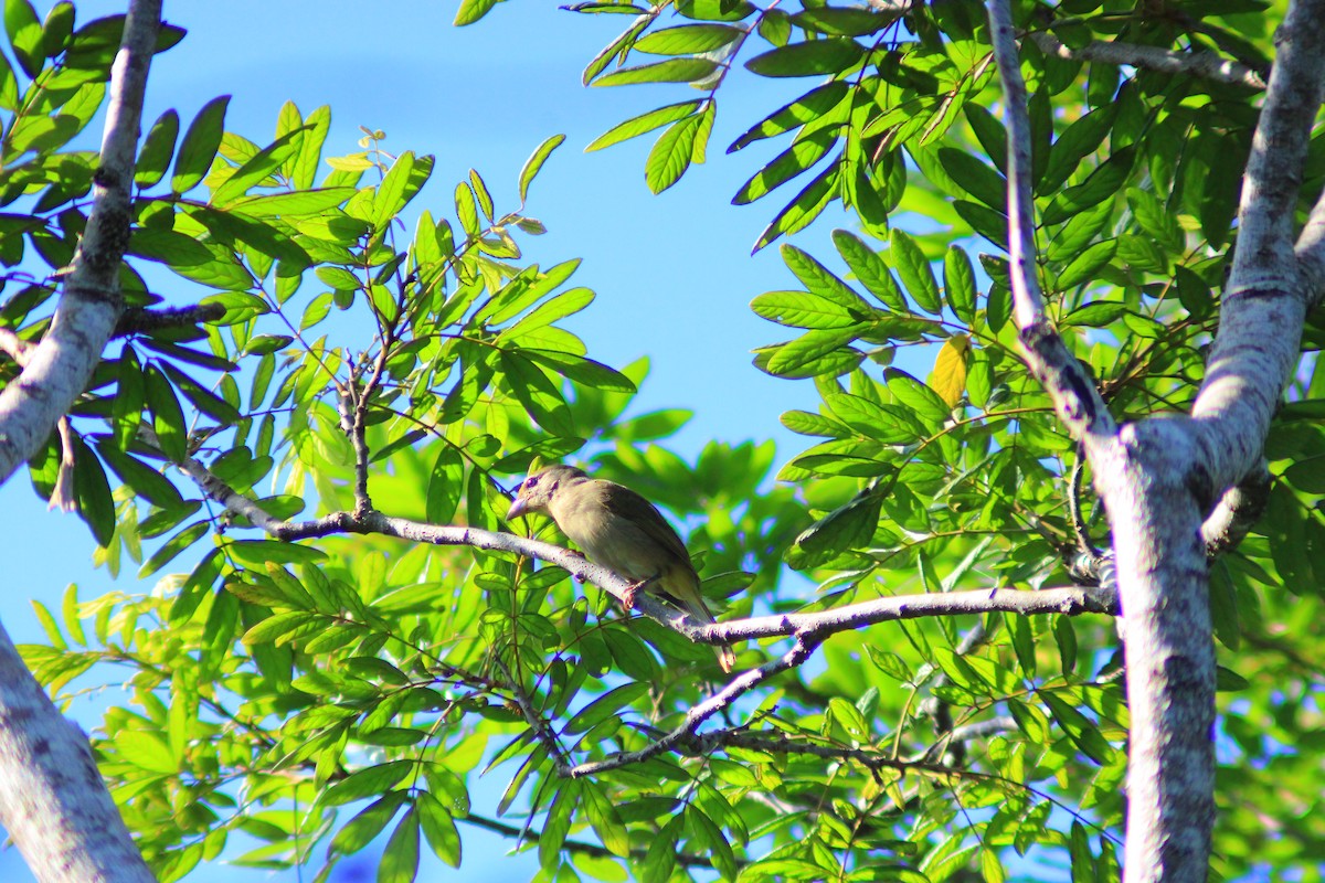Rose-throated Tanager - ML642842822